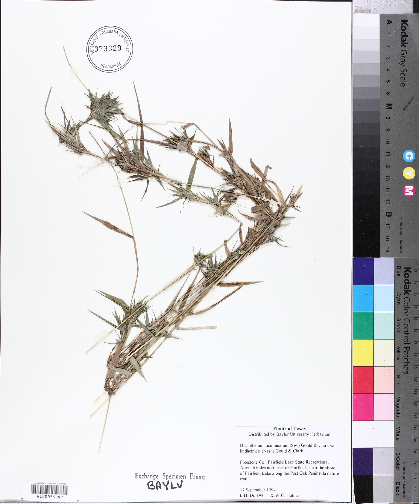 Dichanthelium acuminatum subsp. lindheimeri image