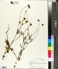 Coreopsis pubescens image