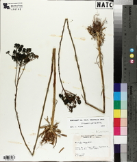 Polygala cymosa image