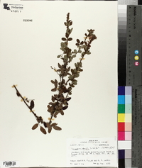 Lespedeza intermedia image