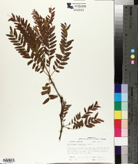 Gleditsia aquatica image