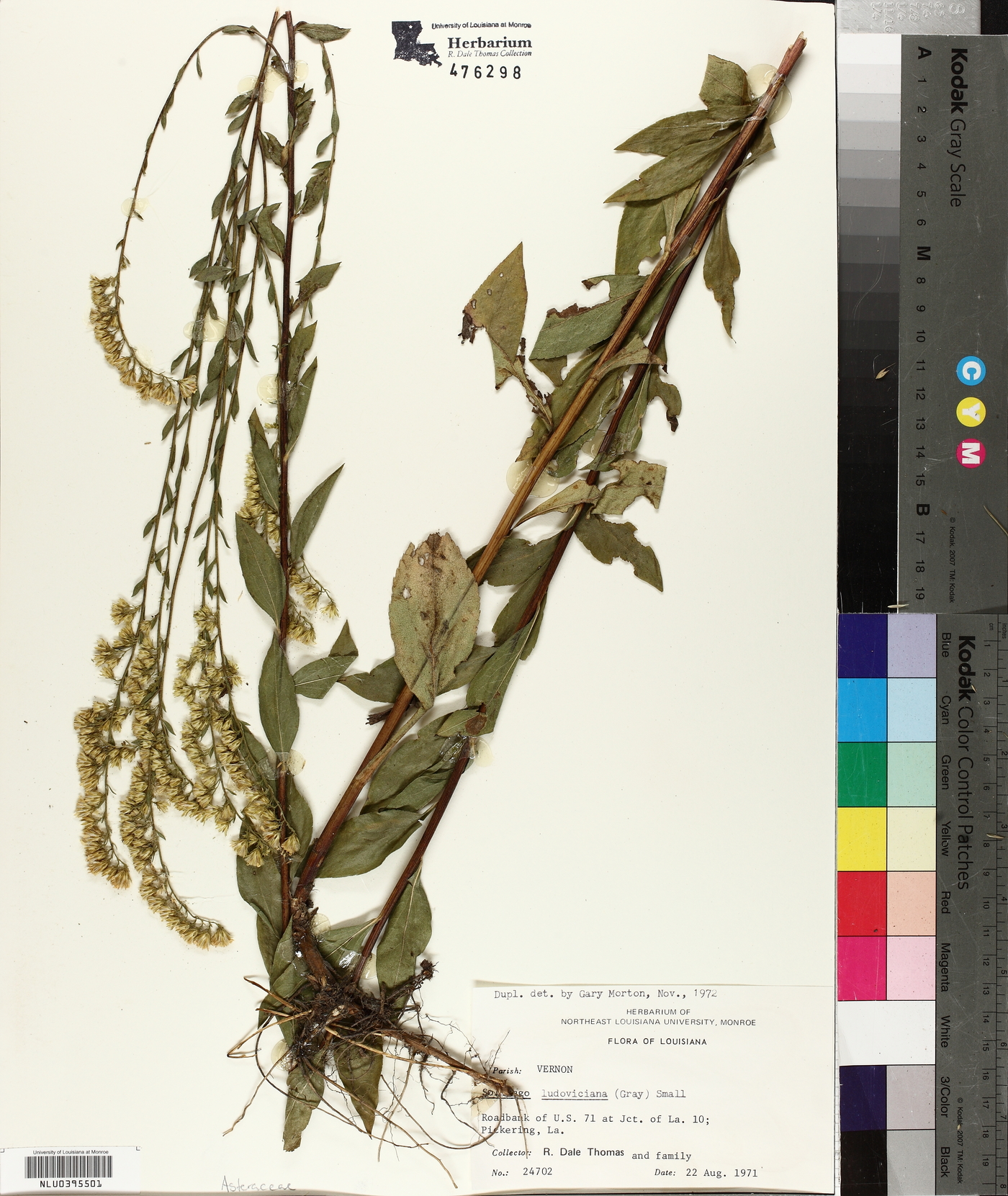 Solidago ludoviciana image