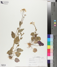 Cardamine bulbosa image