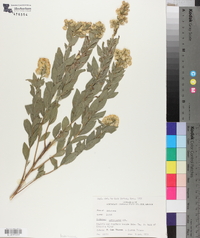 Solidago petiolaris image