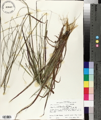 Digitaria villosa image