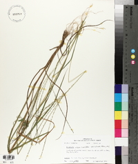 Digitaria villosa image