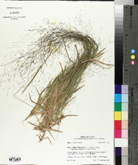 Digitaria cognata image