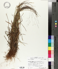 Digitaria cognata image