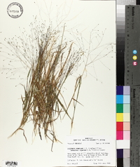 Digitaria cognata image