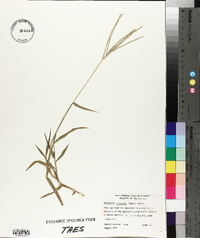 Digitaria ciliaris image