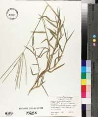 Digitaria ciliaris image