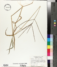 Digitaria ciliaris image