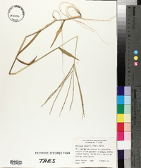 Digitaria ciliaris image