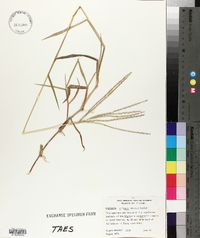 Digitaria ciliaris image