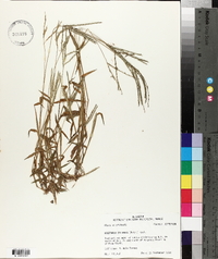 Digitaria ciliaris image