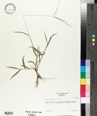 Digitaria bicornis image