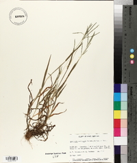 Digitaria ischaemum image