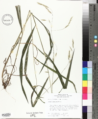 Bromus pubescens image