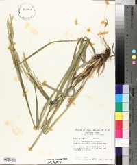 Bromus kalmii image