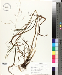 Bromus purgans image