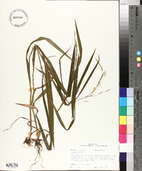 Bromus kalmii image