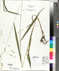 Bromus kalmii image