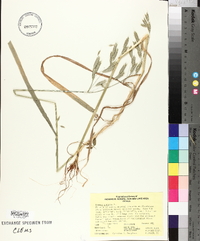 Bromus purgans image