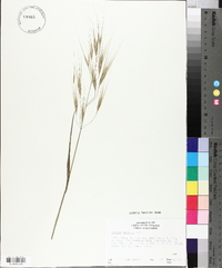 Bromus diandrus image