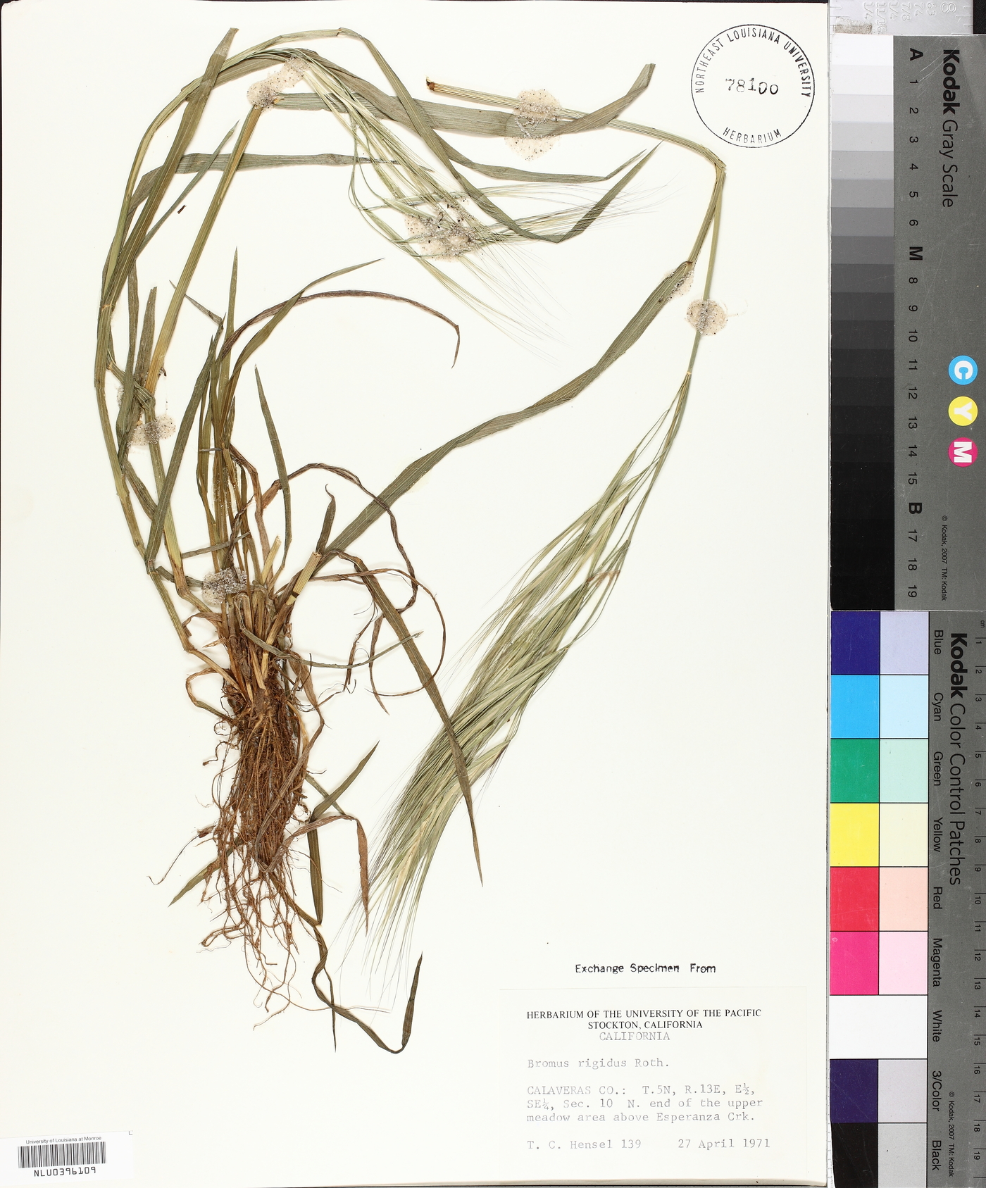 Bromus diandrus subsp. rigidus image