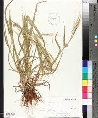 Bromus diandrus subsp. rigidus image