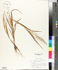 Bromus diandrus subsp. rigidus image