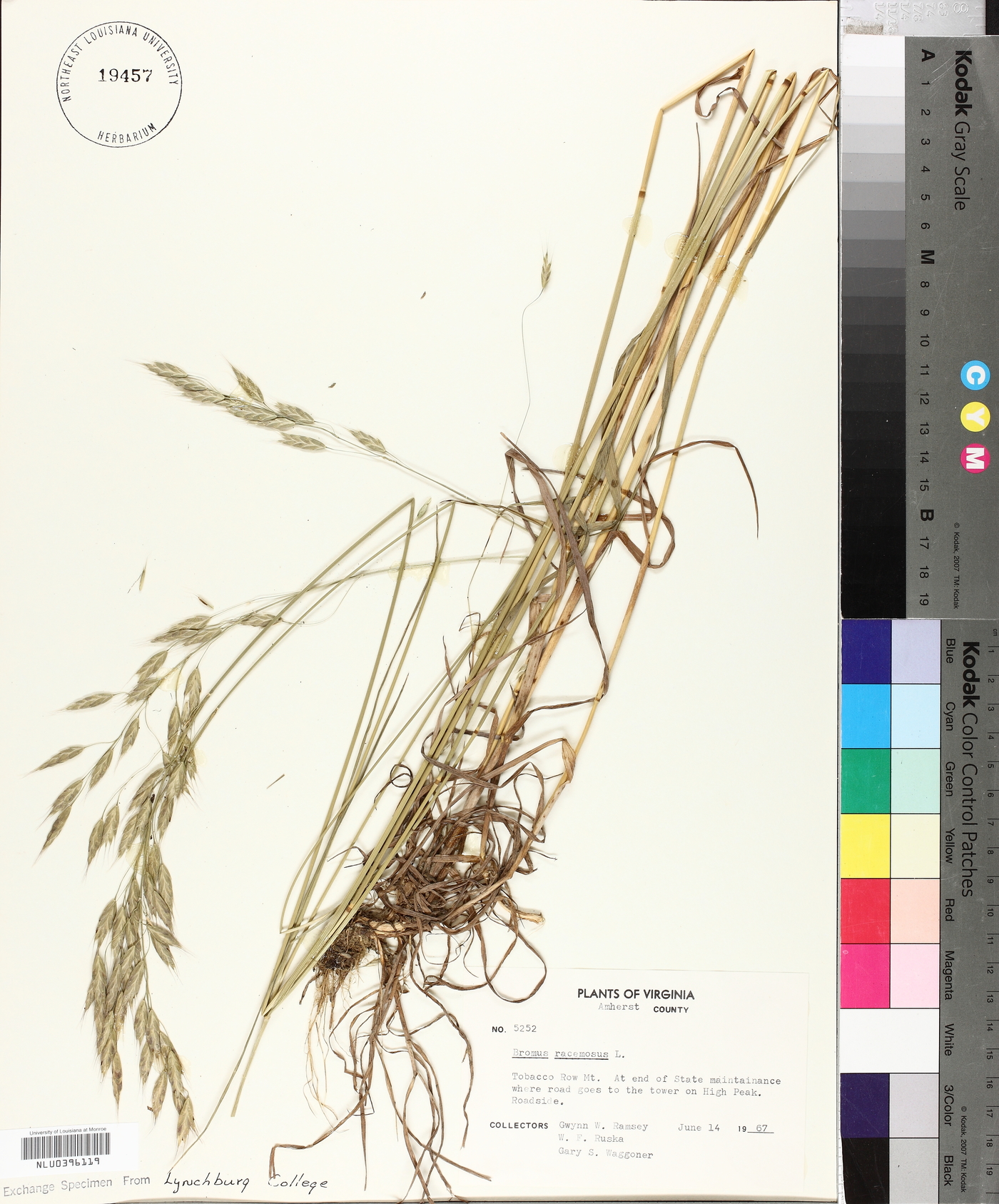 Bromus racemosus image