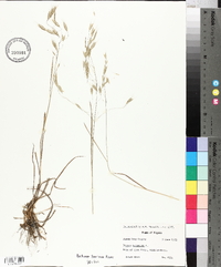 Bromus racemosus image