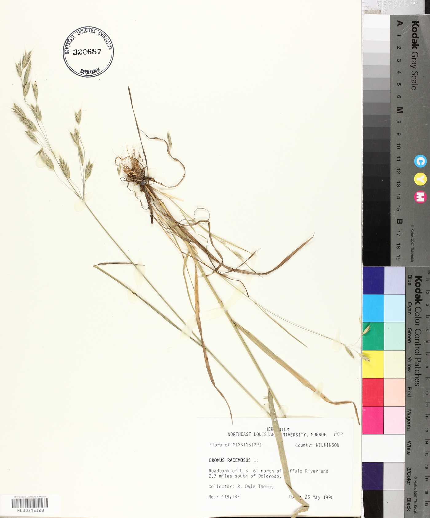 Bromus racemosus image