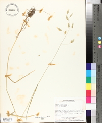 Bromus racemosus image