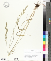 Bromus racemosus image