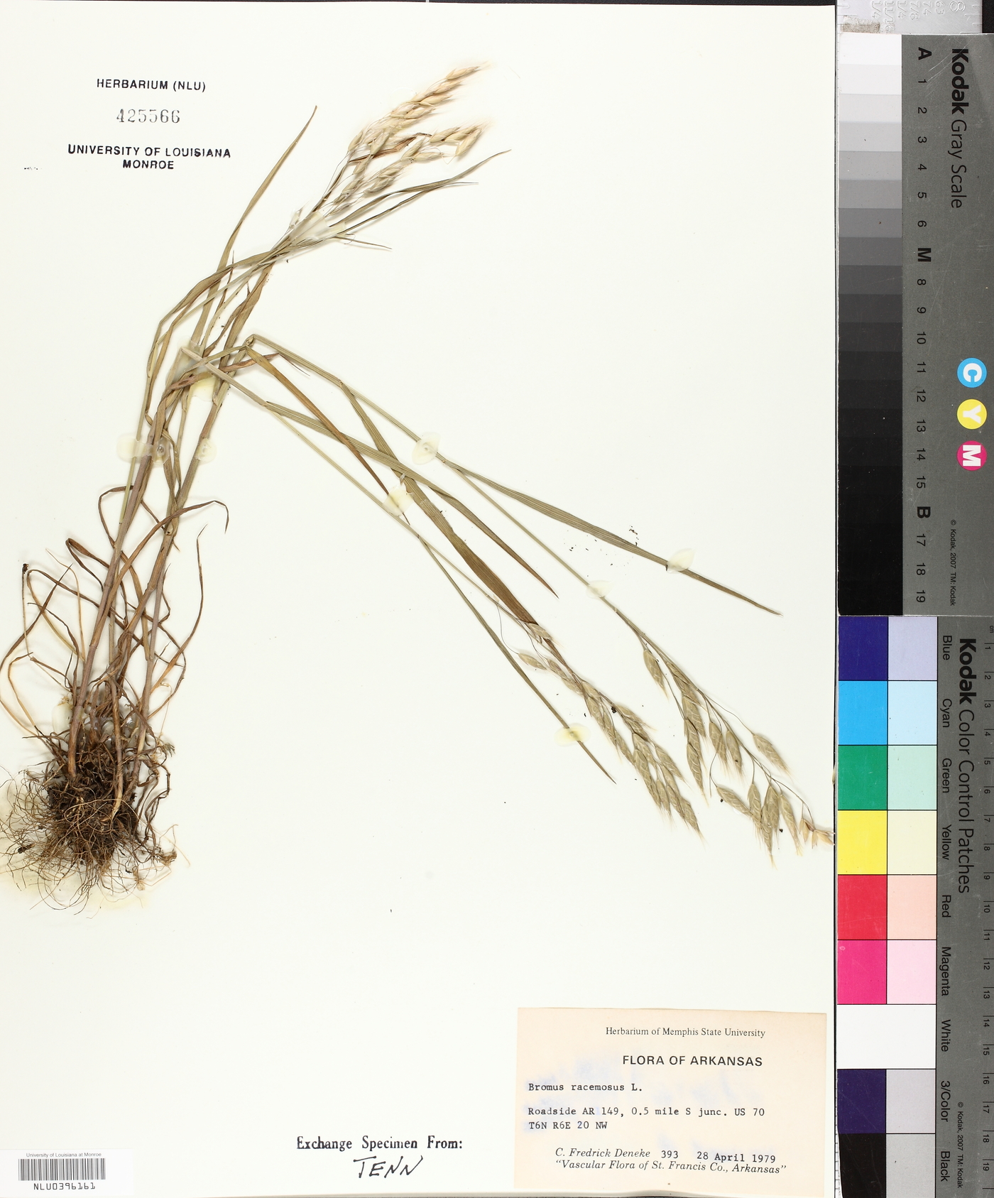 Bromus racemosus image