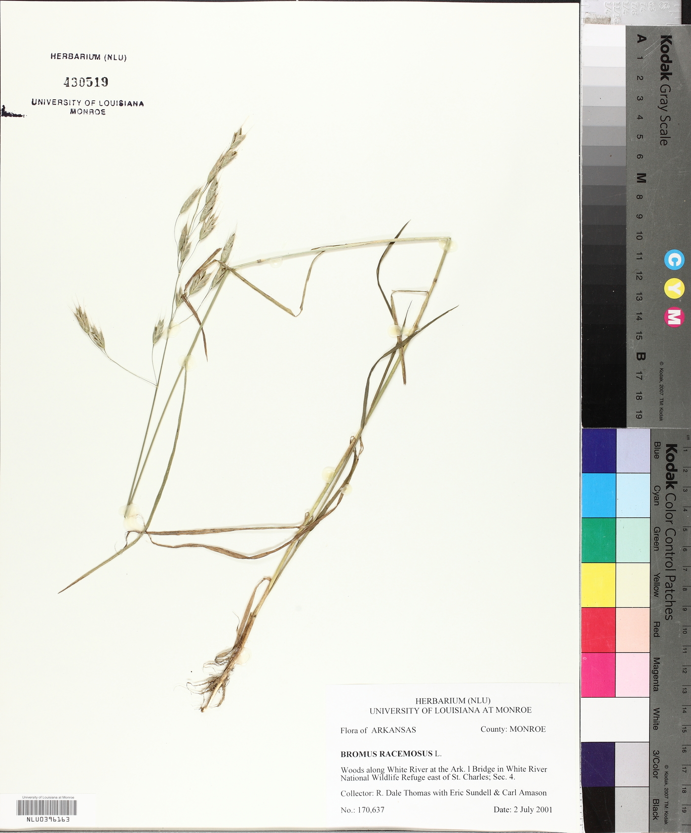 Bromus racemosus image