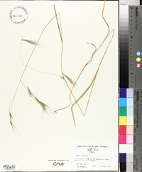 Bromus sterilis image