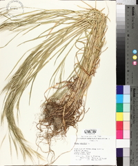 Bromus sterilis image