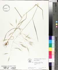 Bromus sterilis image