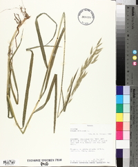 Bromus secalinus image