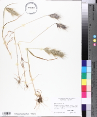 Bromus rubens image