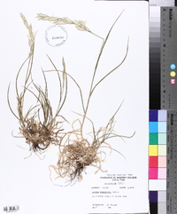 Bromus catharticus image