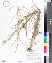 Bromus catharticus image