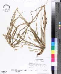 Bromus catharticus image