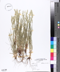 Bromus catharticus image