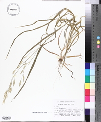 Bromus catharticus image