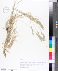 Bromus catharticus image