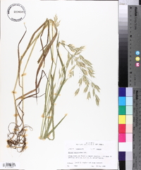 Bromus catharticus image